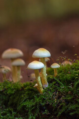 Schwefel Büschel Pilze - Hypholoma Faszikuläre