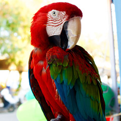 Red and yellow macaw. Colorful parrot.