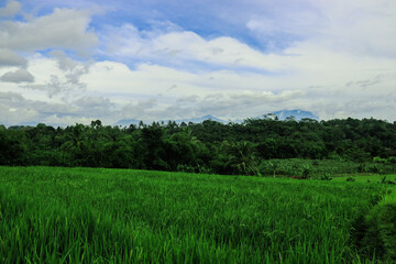 Obraz premium A beautiful landscape consisting of rice fields, mountain trees and others