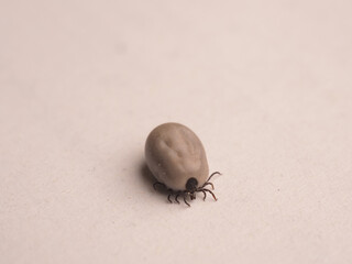 Close up of a tick on a sheet of paper