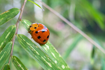 ladybug perched on a leaf
