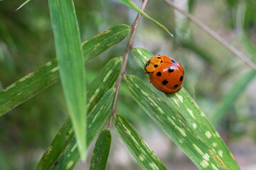 ladybug perched on a leaf