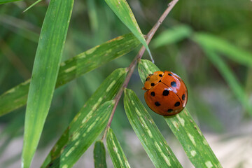 ladybug perched on a leaf