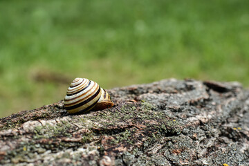 A small snail hid in a shell and sits on a tree on a summer day in the garden, Common garden snail.