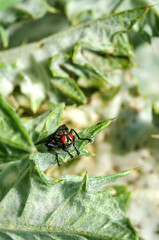 a fly with red eyes sits on a leaf of a plant in a field