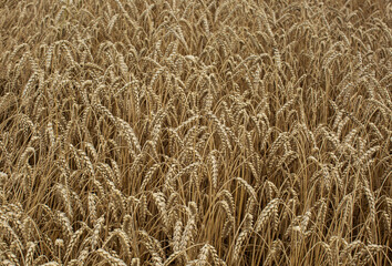 Rural scenery. Background of ripening ears of wheat field and sunlight. Crops field. Selective focus. Field landscape.