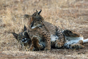 The Iberian lynx (Lynx pardinus), two young lynxes playing in yellow grass. Young Iberian lynx in the autumn landscape.