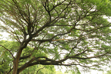Fototapeta premium big tree and branches of tree on transparent background png file