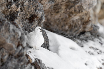 Hidden among the rocks, the camouflage of rock ptarmigan  in winter season (Lagopus muta)