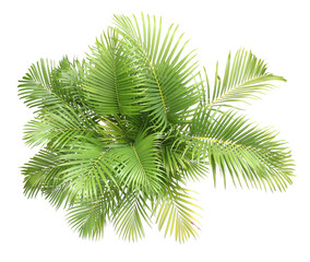 top view palm leaves tree isolated on transparent background png file - 548171479