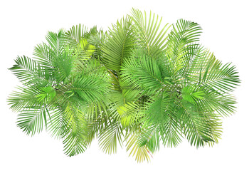 top view palm leaves tree isolated on transparent background png file - 548171491