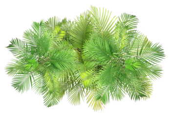 top view palm leaves tree isolated on transparent background png file