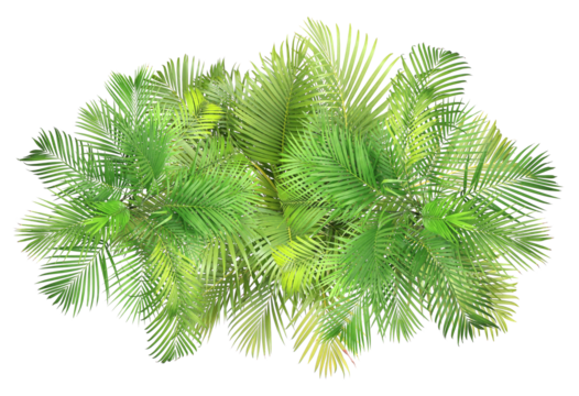 top view palm leaves tree isolated on transparent background png file