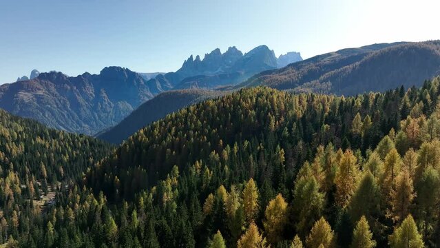 Lush forest in the middle of the alps. On the horizon mointain range that are part of the Dolomites.