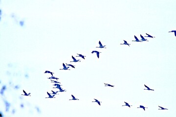 Kraniche im Formationsflug