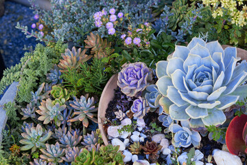 Tiered Echeveria Succulent Garden of all varieties