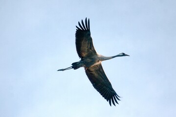 Kraniche im Formationsflug
