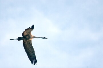 Obraz premium Kraniche im Formationsflug