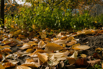A magical landscape in the home garden