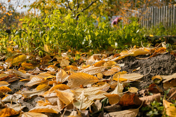 A magical landscape in the home garden
