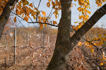 vineyards in late autumn in the garden
