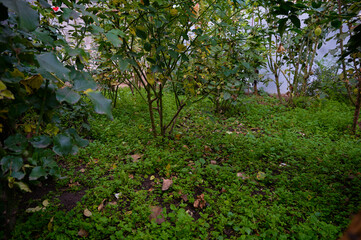 Fototapeta premium A magical landscape in the home garden