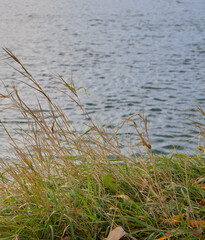 Picturesque river landscape with a green bank