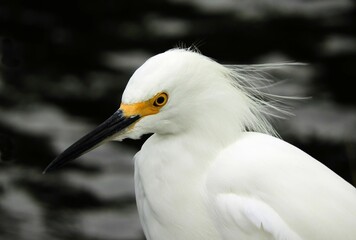 close up of a snowy egret looking for fish along the black point wildlife drive in the merritt island national wildlife refuge near titusville, florida