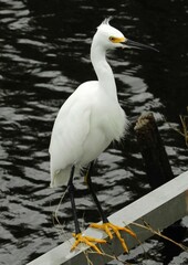 snowy egret looking for fish along the black point wildlife drive in the merritt island national wildlife refuge near titusville, florida
