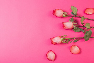 roses on pink paper background