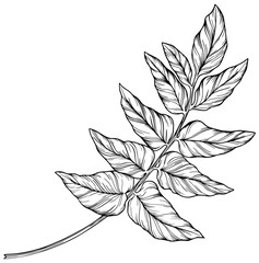 Tropical leaf. Hand drawn illustration isolated on white.