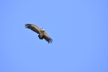 Vulture flying over the blue sky