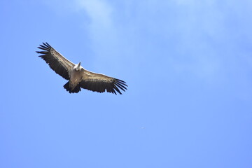 Vulture flying over the blue sky