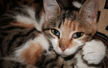 Cute portrait of a pet close-up