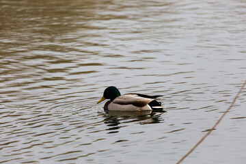 Duck swimming in a river