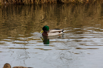 Duck swimming in a river