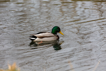 Duck swimming in a river