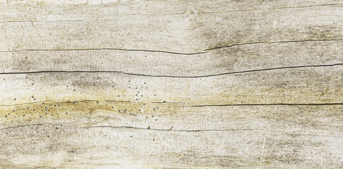 Naturalne tło, tekstura starego suchego pnia drzewa. Panorama. 
