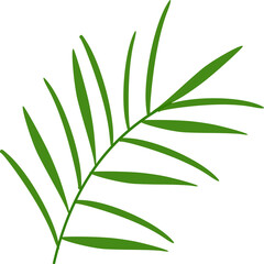 palm leaf , coconut tree