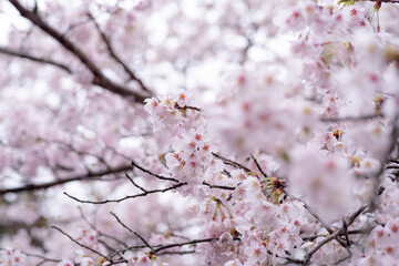 満開の桜