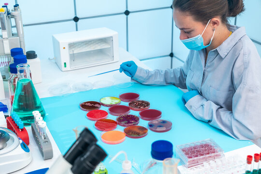 female laboratory assistant analyzes the result of a study of natural water sources for microflora in Petri dishes