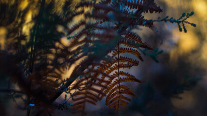 Macro de feuilles de fougère sauvages, photographiées pendant le crépuscule