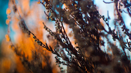 Macro de bruyères sauvages aux fleurs fanées, dans un environnement aux teintes orangées