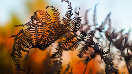 Macro de feuilles de fougère sauvages, photographiées pendant le crépuscule