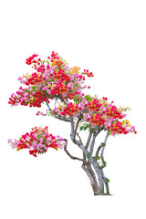 Beautiful bougainvillea tree with yellow, red, orange flowers isolated on white background with clipping path.