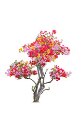 Beautiful bougainvillea tree with yellow, red, orange flowers isolated on white background with clipping path.