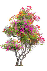 Beautiful bougainvillea tree with yellow, red, orange flowers isolated on white background with clipping path.