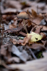 Gros plan d'un petit champignon brun, dans un parterre de feuilles mortes