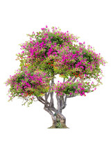 Beautiful bougainvillea tree with yellow, red, orange flowers isolated on white background with clipping path.