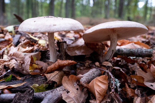 Gros plan de deux champignons blancs, dans un parterre de branches et feuilles mortes dans un sous-bois